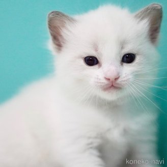 商談中の東京都のラグドール-114592の10枚目